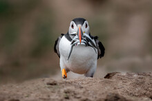 A Close Up Of An Atlantic Puffin, Fratercula Arctica. It Is Facing The Camera And Has A Beak Full Of Sandeels
