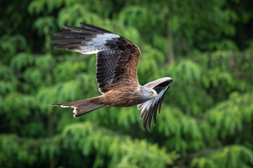 Wall Mural - A red kite, Milvus milvus, as it flies left to right. Its wings are spread and it taken against out of focus green foliage. It is a bird of prey in the family Accipitridae.