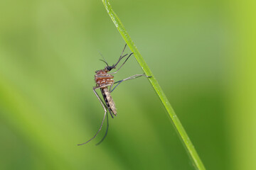 A mosquito is resting on a green leaf of grass. 
Male and female mosquitoes feed on nectar and plant juices, but females can suck animal blood.
