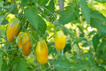 Unripe Green Tomatoes Growing On Bush In The Garden.