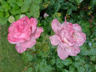 Wall Mural - roses in the garden. Close up of green leaf with rain drops