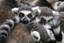 A Group Of Ring-tailed Lemurs Cuddling Together To Stay Warm
