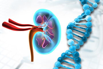 Human kideny with DNA strand. 3d illustration..