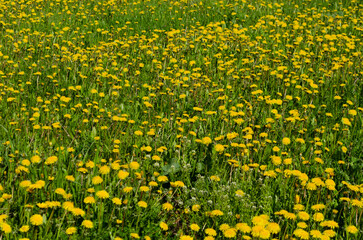 Wall Mural - Blooming dandelion meadows in spring