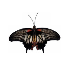 Beautiful Drawing Realistic Illustration Of Swallowtail Butterfly Isolated On White Background