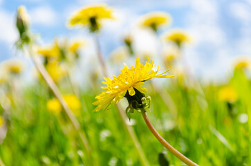 Canvas Print - Blooming dandelion meadows in spring