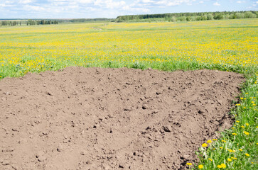 Wall Mural - vegetable garden and dandelions, spring