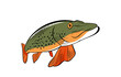 Northern pike fish illustrations on white background