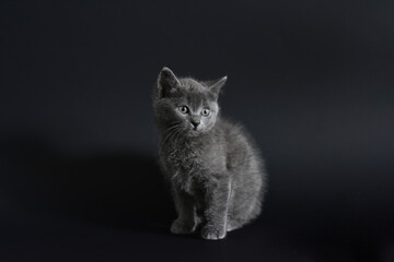 Beautiful little blue Russian kittens