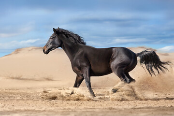 Wall Mural - dark horse run in sand