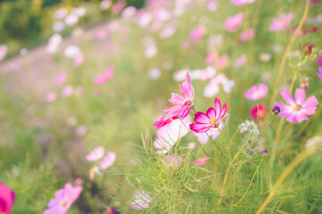 A field of colorful cosmos flowers.