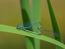 A Pair Of Azure Damselflies Resting On A Green Leaf