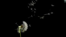 Amazing Macro Shot Of Dandelion Being Blown In Super Slow Motion On Black Background. Filmed On High Speed Cinematic Camera At 1000 Fps. High Quality FullHD Footage