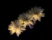 Cactus With Three Yellow Flowers On Black Background