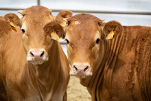 Two Cows Of The Same Brown Color, On A Farm Raising Beef For Sale.