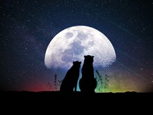 Illustration 3D Shadows Of Two Dogs Sitting Side By Side Watching The Moon Shine Brightly In The Night Sky.