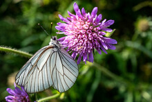 Papillon Blanc Sur Fleur Mauve