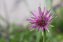Close Up Of A Common Salsify Bloom, Derbyshire England 
