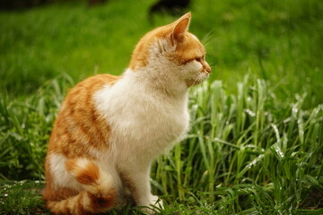 Wall Mural - Portrait of a ginger white cat in green grass on a summer day