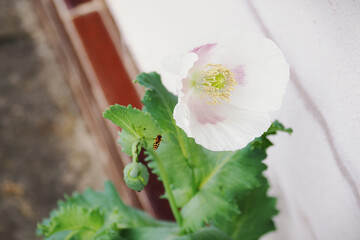 Poster - A white poppy flower growing against the wall of a house.