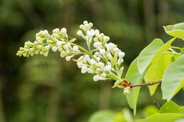 Canvas Print - White lilac flowers on a tree with green leaves.