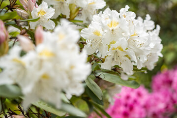 Poster - White rhododendron flowers outdoors in nature.