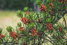 Branches Of A Pine Tree With Young Red Cones Close-up. Green Spruce With A Drops Of Water After Rain In Summer. Beautiful Nature Wallpaper, Spring Forest.