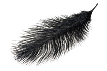 A Black Ostrich Feather On A White Isolated Background