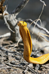 Wall Mural - Cape Cobra in the Kgalagadi