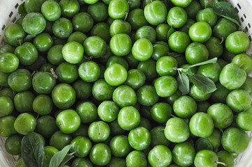 Top view of harvested fresh green plums with sour taste  in white plastic basket. Variety known as 