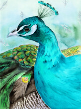 Watercolor Illustration Of A Beautiful Peacock With Green-blue Feathers And A Crest On Its Head, On A Blue Background