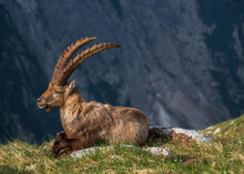 Alpine Ibex In The Morning In Julian Alps