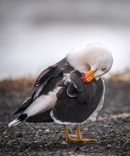 Pacific Gull Preening