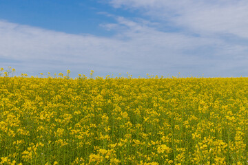 Blooming canola field. Rape on the field in summer. Bright Yellow rapeseed oil. Flowering rapeseed. with blue sky and clouds