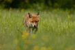 Fox in the grass walking with buttercups in the foreground