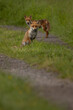 Two foxes one sitting one standing on track with green grass in the background.  