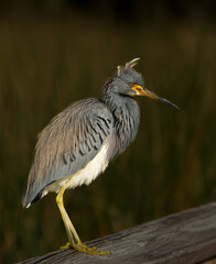 Wall Mural - Tricolored Heron (Egretta tricolor) resting on a boardwalk  at Green Cay Wetlands, Delray Beach, Florida USA