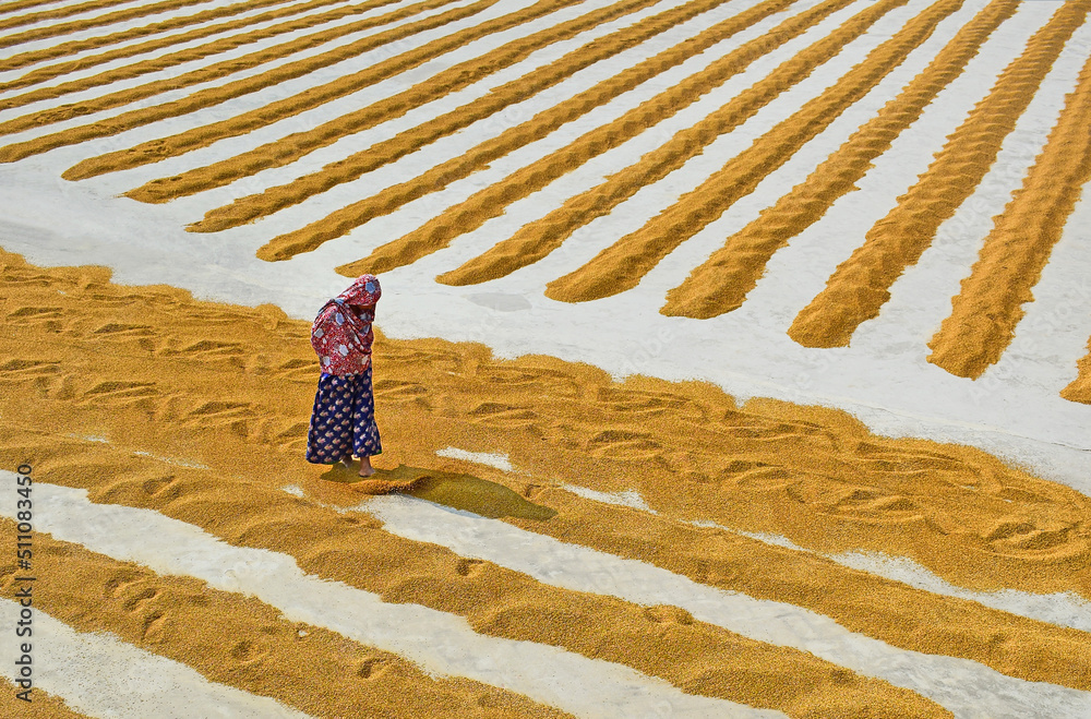 Workers working in small rice mill. Rice, paddy grain drying in sun ...