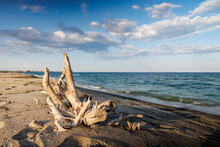 Logs And Branches Are Lying On Beach Against Backdrop Of Black Sea And Blue Sky