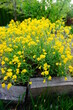 Smagliczka skalna wiosenne żółte kwiaty 
