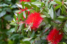 Bottlebrush Red Flower (callistemon) Close Up. Ornamental Australian Shrub In Spanish Garden