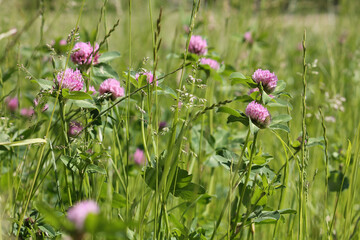 flowers of red clover (trifolium pratense) plant in green summer meadow