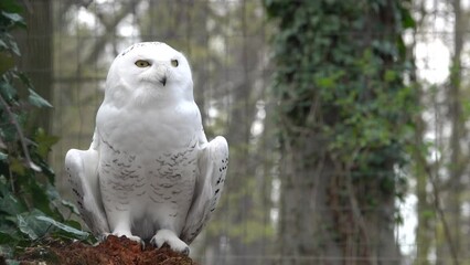 portrait of a snowy owl in springtime in the forest with birds singing