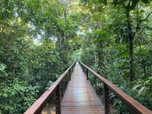 Wooden Walkway In Tambopata Rainforest In Peru