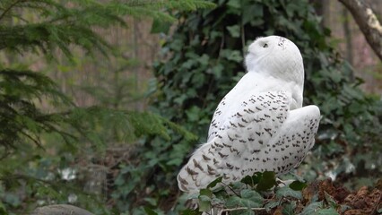 Sticker - portrait of a snowy owl in springtime in the forest with birds singing