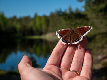 Mourning Cloak Butterfly On Hand