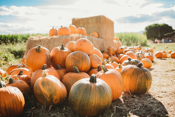 Sticker - Pumpkins on a farm ready to pick