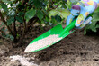 A gardener fertilizes a rose bush in a spring garden. Granulated mineral fertilizer.