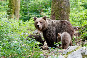 Wall Mural - wild brown bear mother with her cubs walking and searching for food in the forest and mountains of t