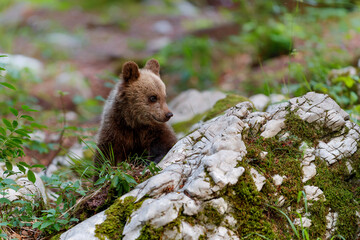 Wall Mural - brown bear - close encounter with wild brown bear cub in the forest and mountains of the notranjska 